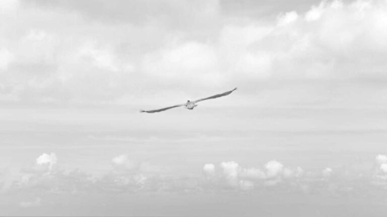 Where To Enter 11Xplay Registration Online Login Id And Password?